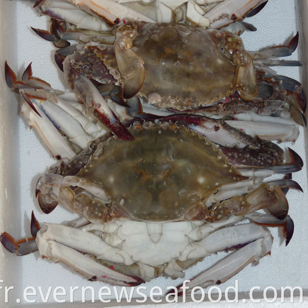 emballage de crabe vivant surgelé frais